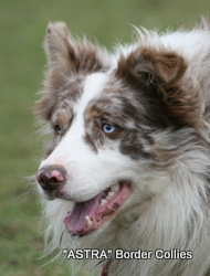 Astra Chum, Red merle tricolour